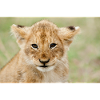 Baby Lion