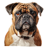 Bulldog Portrait