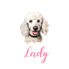 poodle dog