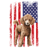 poodle dog