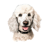 poodle dog