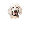 poodle dog