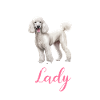 poodle dog