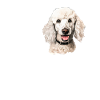 poodle dog