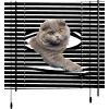 Mon chat s'évade