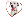 Dalmatian Heart Dog Love