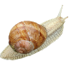 Snail, vineyard snail
