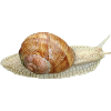 Snail, vineyard snail