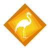 Flamingos Flamingo Exotic