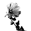 fleur