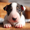 Bull Terrier Chien mignon