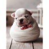 Bébé bouledogue français