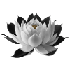 Weiße Seerose