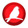 Parakeet, Animal, Birds