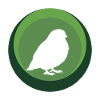 Oiseau Oiseau Perruche