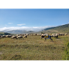 Sheep, donkeys, mountains, meadows