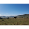 Donkeys, Mountains, Meadows