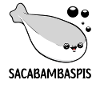 Sacabambaspis Fish Meme