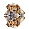 Dog Sayings Dog Dogs Bulldog