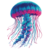 Jellyfish