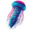 Jellyfish
