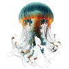 Jellyfish