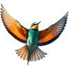 Bee-eater