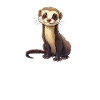 ferret mom