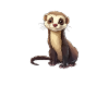ferret mom