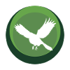 Tier Tier Vogelschwarm