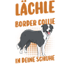 Hund Border Collie