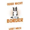 Hund Border Collie