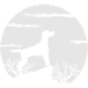 Vizsla
