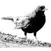 Blackbird, A730357