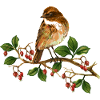 Bunter Vogel