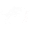 Rodeo