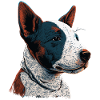 Chiot Bull Terrier anglais