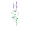 Lavender Plant Garden Fragrance Aroma