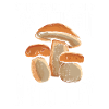 Champignon, Mycologie, Mycologue, Collectionneur