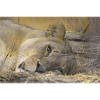 sleepy lioness CSC 0775