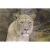 lioness CSC 0862