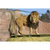 male lion CSC 0854