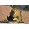 Male Lion CSC 0883