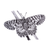 Easter Lucid Butterfly - Butterfly