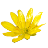Fleur, A730948