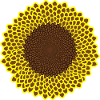 Blooming sunflower in bright yellow