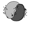Yin Yang Whales