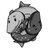 Yin Yang Hecht Fisch