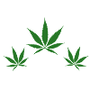 Hemp leaves