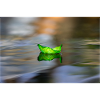 Green rose petal on water